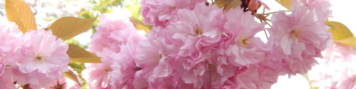  Cherry Blossoms　벚꽃