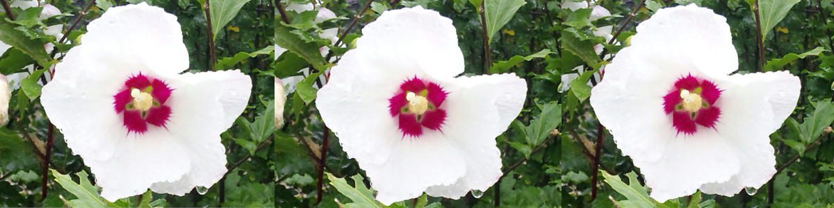 Hibiscus syriacus　무궁화